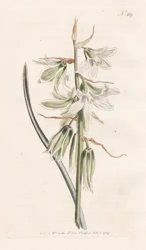 Ornithogalum Nutans. Neapolitan Star of Bethlehem. Tab. 269 - Milchstern Vogelmilch / Pflanze plant / flower f
