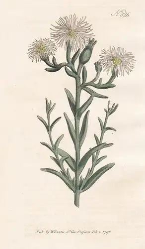 Mesembryanthemum Viridiflorum. Green-flowered Fig-Marigold. Tab. 326 - Studentenblume Tagetes / South Africa S