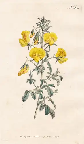 Ononis Natrix. Yellow-flowered Rest-Harrow. Tab. 329 - Gelbe Hauhechel Eindorn / Pflanze plant / flower flower