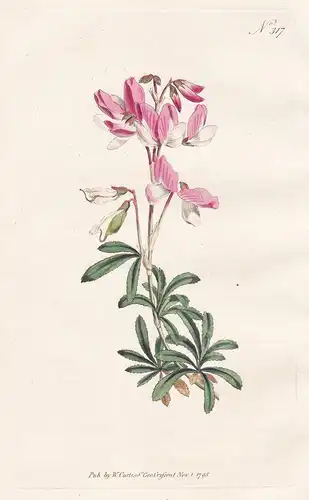 Ononis Fruticosa. Shrubby Rest-Harrow. Tab. 317 - Dornige Hauhechel Eindorn / Pflanze plant / flower flowers B