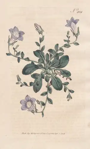 Campanula Mollis. Soft Bell-flower. Tab. 404 - Glockenblume bellflower / Espana Spain Spanien / Pflanze plant