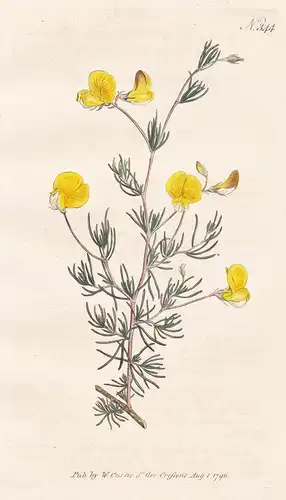 Aspalathus Pedunculata. Small-leaved Aspalathus. Tab. 344 - Südafrika South Africa / Pflanze plant / flower fl