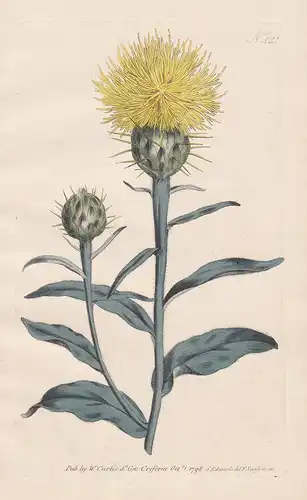 Centaurea Aurea. Golden Centaury, or Knapweed Tab. 421 - macrocephala bighead Flockenblume centory starthistle