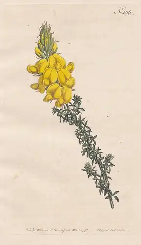 Cytisus Foliolosus. Leafy Cytisus. Tab. 426 - Geißklee broom Ginster / Canary Islands Kanarische Inseln / Pfla