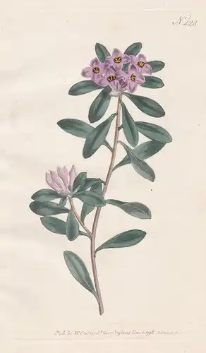 Daphne Collina. Neapolitan Mezereon. Tab. 428 - Berg-Seidelbast / Italia Italy Italien / Pflanze plant / flowe