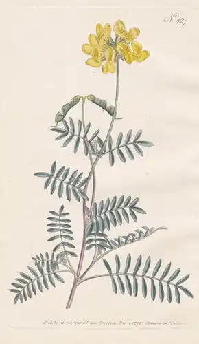 Hippocrepis Balearica. Shrubby Horse-Shoe Vetch. Tab. 427 - Balearen-Hufeisenklee Klee / Menorca / Pflanze pla