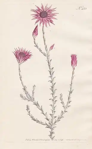Xeranthemum Canescens. Elegant Xeranthemum. Tab. 420 - Spreublume Strohblume Papierblume annual everlasting /