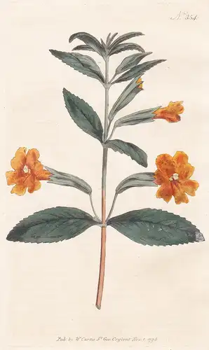 Mimulus Aurantiacus. Orange Monkey-flower. Tab. 354 - Affenblume sticky monkey-flower / Kalifornien California