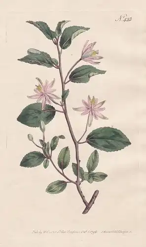 Grewia Occidentalis. Elm-leaved Grewia Tab. 422 - Lavendel-Sternblüte Kreuzbeere crossberry / South Africa Süd