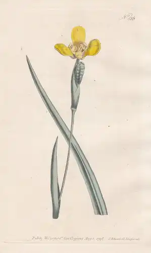 Iris Martinicensis. Martinico Iris. Tab. 416 - Schwertlilie / West Indies / Pflanze plant / flower flowers Blu