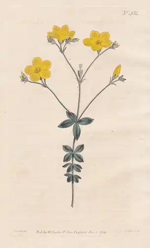 Linum Quadrifolium. Four-Leaved Flax. Tab. 431 - Lein Flachs / South Africa Südafrika / Pflanze plant / flower