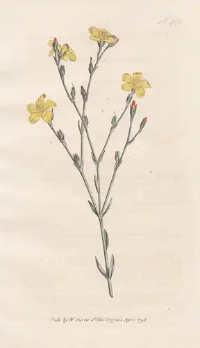 Linum Africanum. African Flax. Tab. 403 - Lein Flachs / Afrika Africa / Pflanze plant / flower flowers Blume B