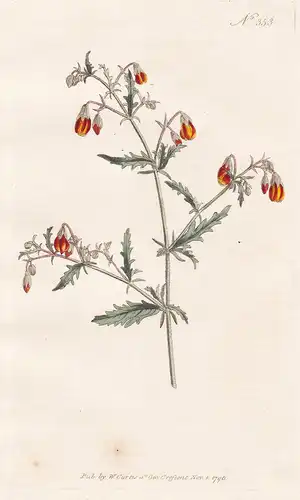 Mahernia Incisa. Cut-leav'd Mahernia. Tab. 353 - Pflanze plant / flower flowers Blume Blumen / botanical Botan