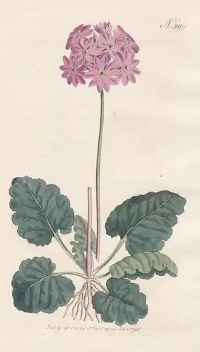 Primula Cortusoides. Cortusa-leaved Primula. Tab. 399 - Primel Schlüsselblume / Sibirien Siberia / Pflanze pla