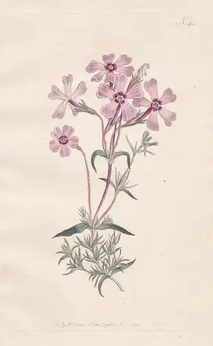 Phlox Setacea. Fine-leaved Phlox. Tab. 415 - Polster-Phlox Polsterphlox / North America Nordamerika / Pflanze