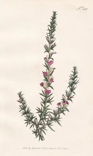Polygala Heisteria. Heath-leaved Milkwort. Tab. 340 - Muraltia heisteria  / South Africa Südafrika / Pflanze p