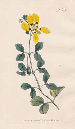 Zygophyllum Insuave. Unpleasant Bean-caper. Tab. 372 - Jochblatt / South Africa Südafrika / Pflanze plant / fl