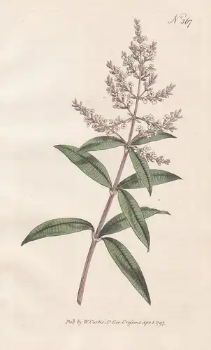 Verbena Triphylla. Three-leaved Vervain. Tab. 367 - Aloysia citrodora Zitronenstrauch Zitronenverbene Verbene