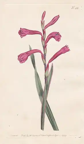 Antholyza Merianella. Dwarf Antholyza. Tab. 441 - Gladiole Gladiolen Montbretie Schwertlilie Iris / Südafrika