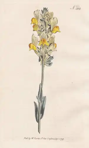Antirrhinum Viscosum. Clamy Toad-Flax. Tab. 368 - Löwenmäuler Löwenmäulchen dragon flowers snapdragons Löwenma