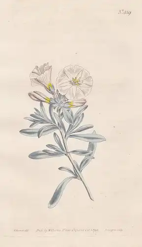 Convolvulus Cneorum. Silvery-leaved Bind-weed. Tab. 459 - Silberwinde silverbush Strauchwinde Winde bindweed /