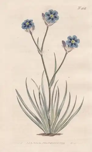 Aristea Cyanea. Grass-Leaved Aristea. Tab. 458 - Schwertlilie Grannenlilie Lilie lily / South Africa Südafrika