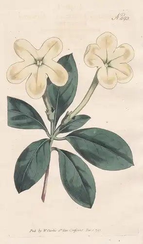 Brunfelsia Americana. American Brunfelsia. Tab. 393 - Jamacia Jamaika / Pflanze plant / flower flowers Blume B