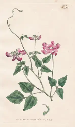 Dolichos Lignosus. Purple Dolichos. Tab. 380 - Dipogon lignosus Lablab-Bohne okie bean / Pflanze plant / flowe
