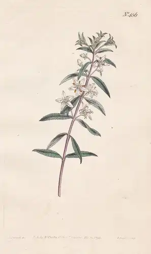 Diosma Serratifolia. Serrated or Saw-leaved Diosma. Tab. 456 - / Australia Botany Bay Australien / Pflanze pla