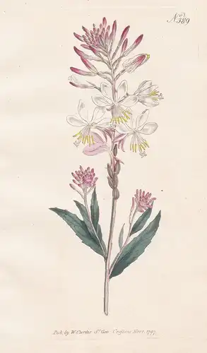 Gaura Biennis. Biennial Gaura. Tab. 389 - Prachtkerze beeblossom Präriekerze / North America Nordamerika / Pfl