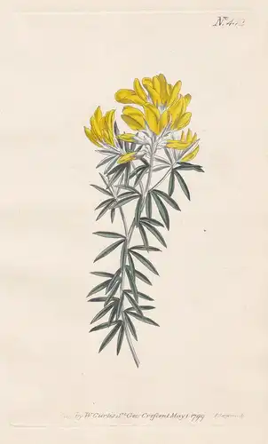 Genista Linifolia. Flax-leaved Broom. Tab. 442 - Brambusch broom Ginster / Espana Spain Spanien / Pflanze plan