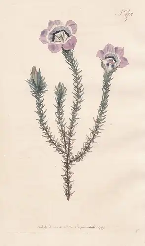 Roella Ciliata. Prickly Roella. Tab. 378 - Glockenblume / South Africa Südafrika / Pflanze plant / flower flow