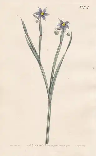Sisyrinchium Gramineum. Grass-leaved Sisyrinchium. Tab. 464 - Blaue Binsenlilie Grasschwertel blue-eyed grasse