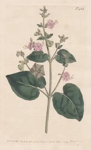 Oxybaphus Viscosus. Viscid Umbrella-wort. Tab. 434 - Wunderblume Mirabilis umbrellawort / Peru / Pflanze plant