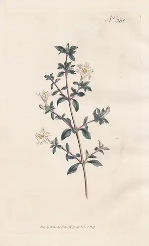 Lycium Japonium. Japanese Boxthorn. Tab. 361 - Bocksdorne Nachtschatten box-thorn / Japan / Pflanze plant / fl