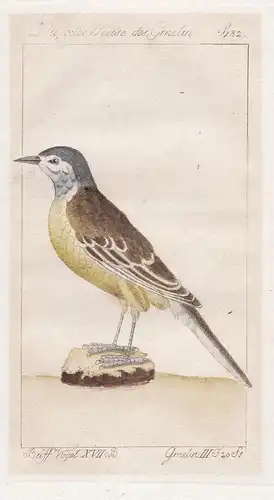 Die gelbe Meise des Gmelin - tit Meise / Vögel Vogel bird birds oiseaux oiseau / Tiere animals