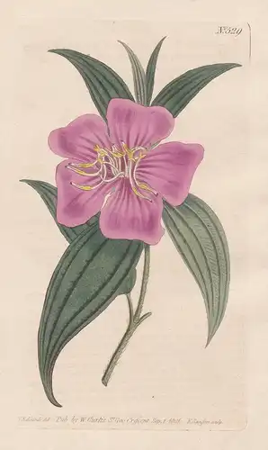 Melastoma Malabathrica. Cinnamon-leaved Melastoma, or black strawberry-tree. Tab. 529 - Indischer Rhododendron