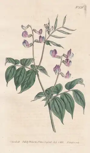 Orobus Vernus. Early-flowering Orobus or Bitter-Vetch. Tab. 521 - Lathyrus linifolius Wicke Berg-Platterbse bi