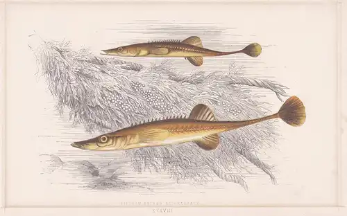 Fifteen-spined Stickleback - Spinachia sea stickleback Seestichling / Fisch fish Fische