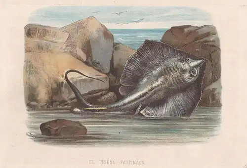 El trigon Pastinaca - Sechskiemen-Stachelrochen Sixgill stingray / Fisch fish Fische