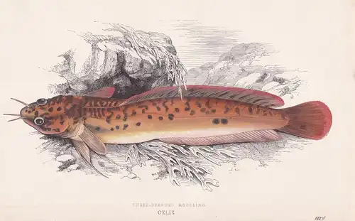 Three-bearded Rockling - Dreibärtelige Seequappe / Fisch fish Fische