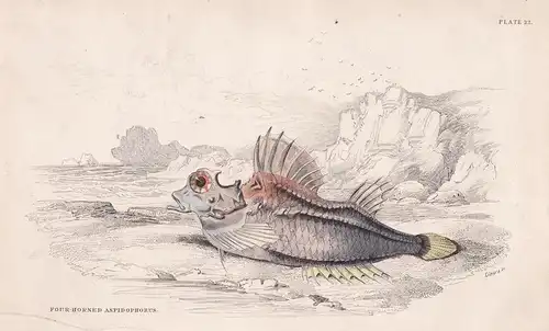 Four-horned aspidophorus. - Fourhorn poacher / Fisch fish Fische