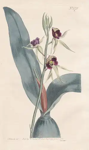 Epidendrum Cochleatum. Purple-flowered Epidendrum. Tab. 572 - Orchideen Orchidee orchid / Jamaica Jamaika / Pf