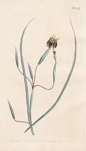 Iris Viscaria. Bird-limed Flag. Tab. 587 - Iris Schwertlilie / South Africa Südafrika / Pflanze plant / flower