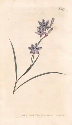 Ixia Secunda. One-Randed Ixia. Tab. 597 - Ixie Klebschwertel Mistelblume corn lily Lilie / South Africa Südafr
