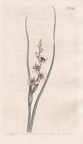 Melanthium Junceum. Rush-like Melanthium. Tab. 558 - South Africa Südafrika / Pflanze plant / flower flowers B