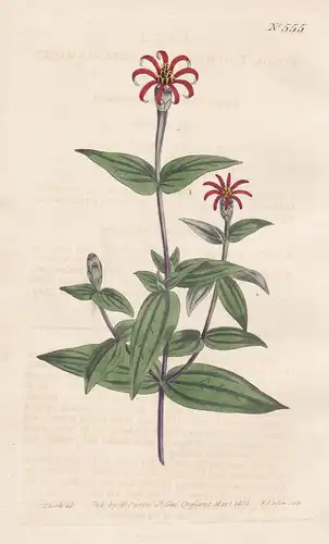 Zinnia Tenuiflora. Slender-flowered Zinnia. Tab. 555 - Zinnie youth-and-age / South America Südamerika Mexico