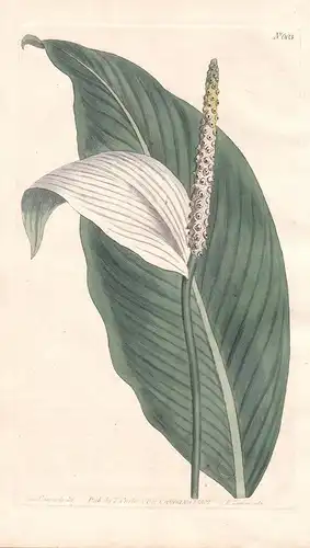 Pothos Cannaefolia. Sweet-Scented. Tab. 603 - Pothos Cannae Folia / West Indies / Pflanze plant / flower flowe