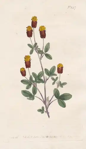 Trifolium Spadiceum. Bay-coloured Trefoil. Tab. 557 - Moor-Klee Klee Clove trefoil / Pflanze plant / flower fl