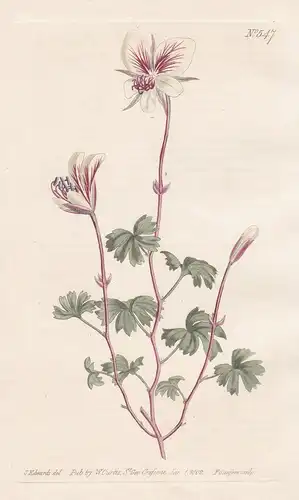 Pelargonium Quinatum. Five-fingered Pelargonium, or crane's-bill. Tab. 547 - Pelargonie Storchschnabel cranesb